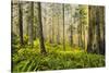 Redwood Trees in Morning Fog with Sunrays-Terry Eggers-Stretched Canvas