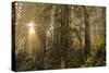 Redwood Trees in Morning Fog with Sunrays-Terry Eggers-Stretched Canvas