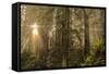 Redwood Trees in Morning Fog with Sunrays-Terry Eggers-Framed Stretched Canvas