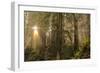 Redwood Trees in Morning Fog with Sunrays-Terry Eggers-Framed Photographic Print