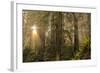 Redwood Trees in Morning Fog with Sunrays-Terry Eggers-Framed Photographic Print