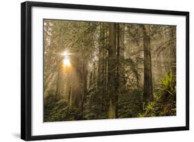 Redwood Trees in Morning Fog with Sunrays-Terry Eggers-Framed Photographic Print