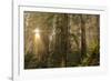 Redwood Trees in Morning Fog with Sunrays-Terry Eggers-Framed Photographic Print