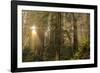 Redwood Trees in Morning Fog with Sunrays-Terry Eggers-Framed Photographic Print