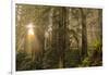 Redwood Trees in Morning Fog with Sunrays-Terry Eggers-Framed Photographic Print