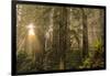 Redwood Trees in Morning Fog with Sunrays-Terry Eggers-Framed Photographic Print