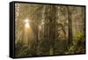 Redwood Trees in Morning Fog with Sunrays-Terry Eggers-Framed Stretched Canvas