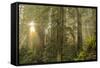 Redwood Trees in Morning Fog with Sunrays-Terry Eggers-Framed Stretched Canvas