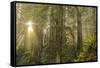 Redwood Trees in Morning Fog with Sunrays-Terry Eggers-Framed Stretched Canvas