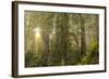 Redwood Trees in Morning Fog with Sunrays-Terry Eggers-Framed Photographic Print