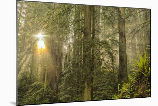 Redwood Trees in Morning Fog with Sunrays-Terry Eggers-Mounted Photographic Print