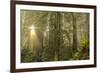 Redwood Trees in Morning Fog with Sunrays-Terry Eggers-Framed Photographic Print