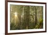 Redwood Trees in Morning Fog with Sunrays-Terry Eggers-Framed Photographic Print