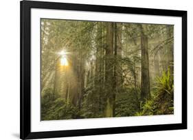 Redwood Trees in Morning Fog with Sunrays-Terry Eggers-Framed Photographic Print