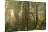 Redwood Trees in Morning Fog with Sunrays-Terry Eggers-Mounted Photographic Print