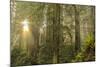 Redwood Trees in Morning Fog with Sunrays-Terry Eggers-Mounted Photographic Print