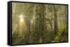 Redwood Trees in Morning Fog with Sunrays-Terry Eggers-Framed Stretched Canvas