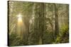 Redwood Trees in Morning Fog with Sunrays-Terry Eggers-Stretched Canvas