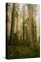 Redwood Trees in Morning Fog with Sunrays-Terry Eggers-Stretched Canvas