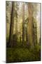 Redwood Trees in Morning Fog with Sunrays-Terry Eggers-Mounted Photographic Print