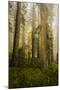 Redwood Trees in Morning Fog with Sunrays-Terry Eggers-Mounted Photographic Print