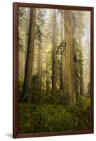 Redwood Trees in Morning Fog with Sunrays-Terry Eggers-Framed Photographic Print