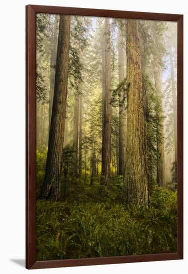 Redwood Trees in Morning Fog with Sunrays-Terry Eggers-Framed Photographic Print