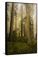 Redwood Trees in Morning Fog with Sunrays-Terry Eggers-Framed Stretched Canvas