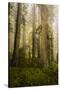 Redwood Trees in Morning Fog with Sunrays-Terry Eggers-Stretched Canvas