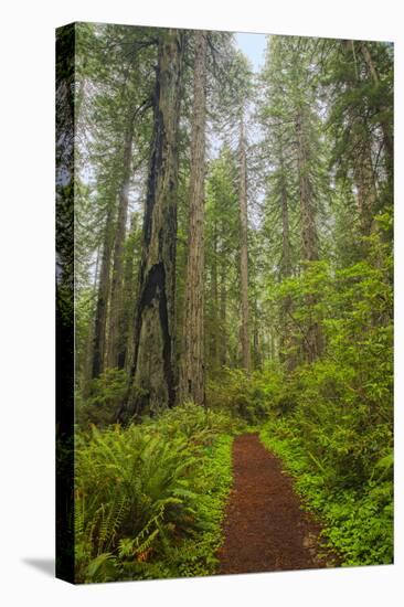 Redwood Trees in Morning Fog with Sunrays-Terry Eggers-Stretched Canvas