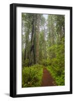 Redwood Trees in Morning Fog with Sunrays-Terry Eggers-Framed Photographic Print