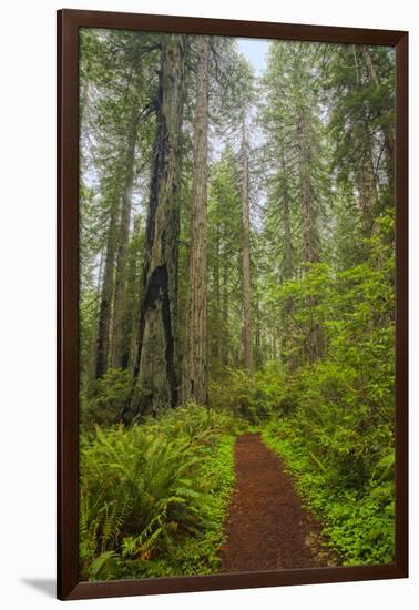 Redwood Trees in Morning Fog with Sunrays-Terry Eggers-Framed Photographic Print