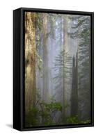 Redwood Trees in Morning Fog with Sunrays-Terry Eggers-Framed Stretched Canvas