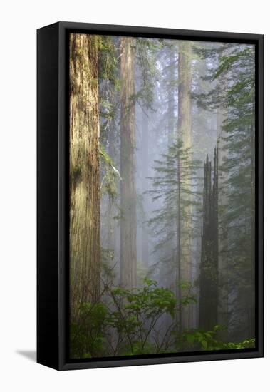 Redwood Trees in Morning Fog with Sunrays-Terry Eggers-Framed Stretched Canvas