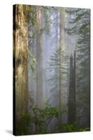 Redwood Trees in Morning Fog with Sunrays-Terry Eggers-Stretched Canvas