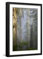 Redwood Trees in Morning Fog with Sunrays-Terry Eggers-Framed Premium Photographic Print