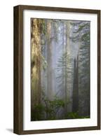 Redwood Trees in Morning Fog with Sunrays-Terry Eggers-Framed Photographic Print