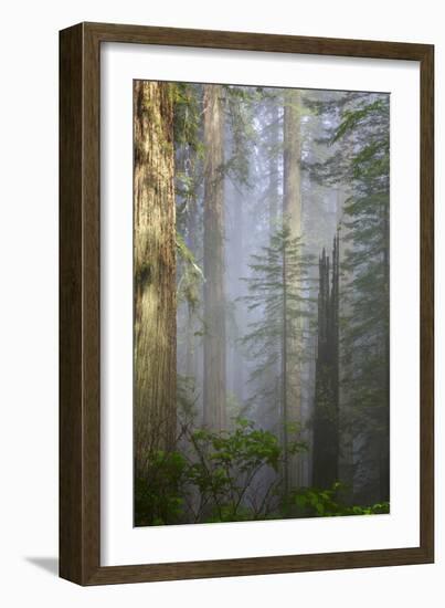 Redwood Trees in Morning Fog with Sunrays-Terry Eggers-Framed Photographic Print