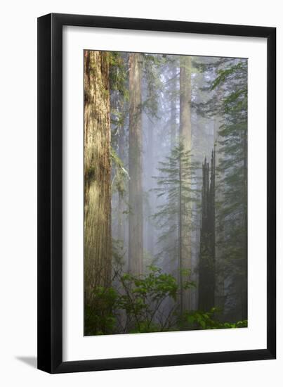 Redwood Trees in Morning Fog with Sunrays-Terry Eggers-Framed Photographic Print