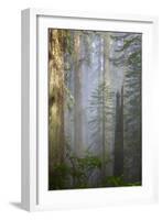 Redwood Trees in Morning Fog with Sunrays-Terry Eggers-Framed Photographic Print