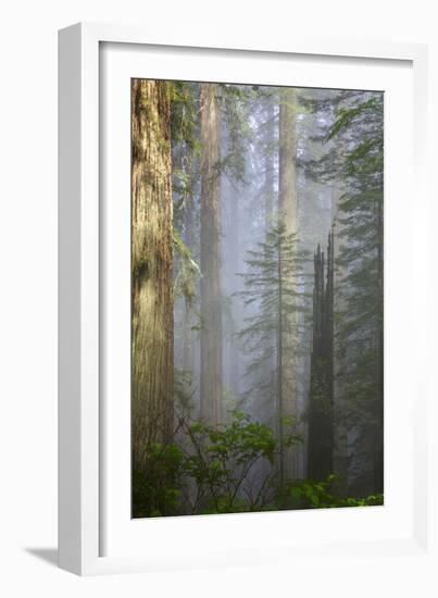 Redwood Trees in Morning Fog with Sunrays-Terry Eggers-Framed Photographic Print