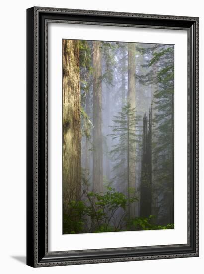 Redwood Trees in Morning Fog with Sunrays-Terry Eggers-Framed Photographic Print