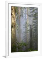 Redwood Trees in Morning Fog with Sunrays-Terry Eggers-Framed Photographic Print