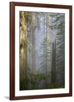 Redwood Trees in Morning Fog with Sunrays-Terry Eggers-Framed Photographic Print