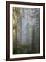 Redwood Trees in Morning Fog with Sunrays-Terry Eggers-Framed Photographic Print