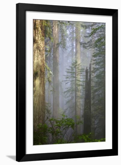 Redwood Trees in Morning Fog with Sunrays-Terry Eggers-Framed Photographic Print