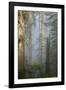 Redwood Trees in Morning Fog with Sunrays-Terry Eggers-Framed Photographic Print