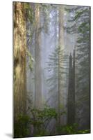 Redwood Trees in Morning Fog with Sunrays-Terry Eggers-Mounted Photographic Print