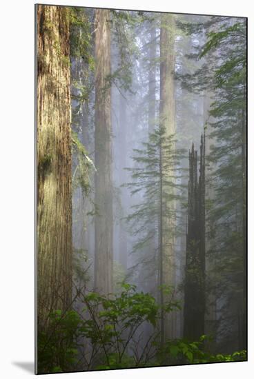 Redwood Trees in Morning Fog with Sunrays-Terry Eggers-Mounted Photographic Print