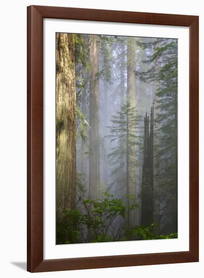 Redwood Trees in Morning Fog with Sunrays-Terry Eggers-Framed Photographic Print